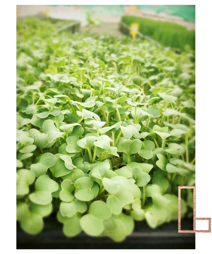 Photo de jeunes pousses cultivés